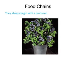 Food Chains
They always begin with a producer.
 