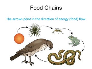 Food Chains
The arrows point in the direction of energy (food) flow.
 