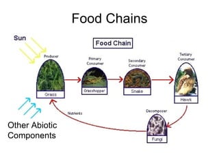 Food Chains




Other Abiotic
Components
 