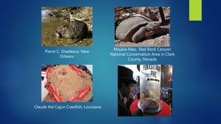 Pierre C. Shadeaux, New
Orleans
Mojave Max, Red Rock Canyon
National Conservation Area in Clark
County, Nevada
Claude the Cajun Crawfish, Louisiana
 