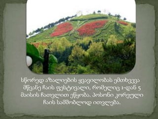 სწორედ აზალიების ყვავილობას ემთხვევა
მწვანე ჩაის ფესტივალი, რომელიც 1-დან 5
მაისის ჩათვლით ეწყობა. პოსონი კორეული
ჩაის სამშობლოდ ითვლება.
 