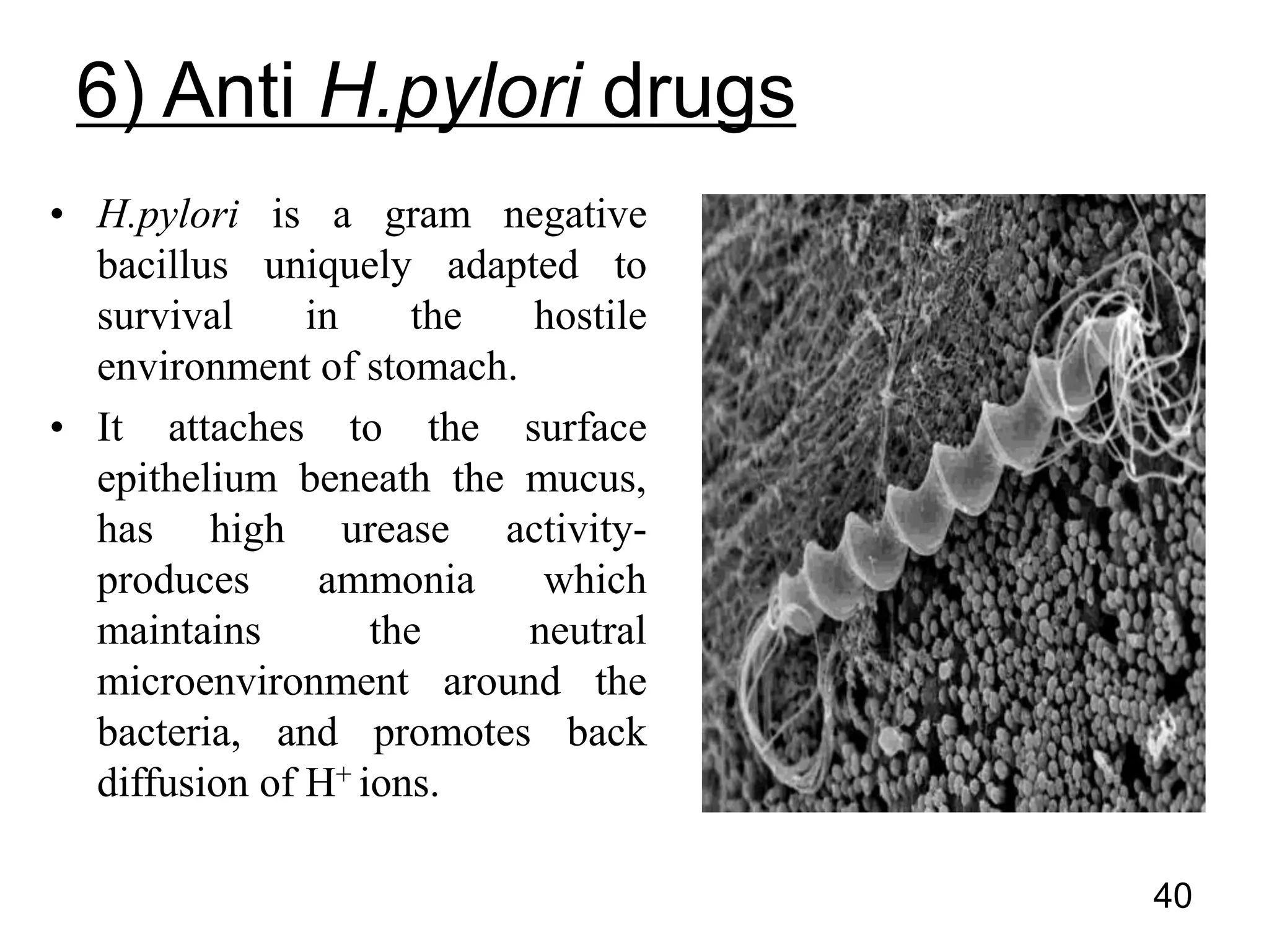 6) Anti H.pylori drugs
• H.pylori is a gram negative
bacillus uniquely adapted to
survival in the hostile
environment of stomach.
• It attaches to the surface
epithelium beneath the mucus,
has high urease activity-
produces ammonia which
maintains the neutral
microenvironment around the
bacteria, and promotes back
diffusion of H+ ions.
40
 