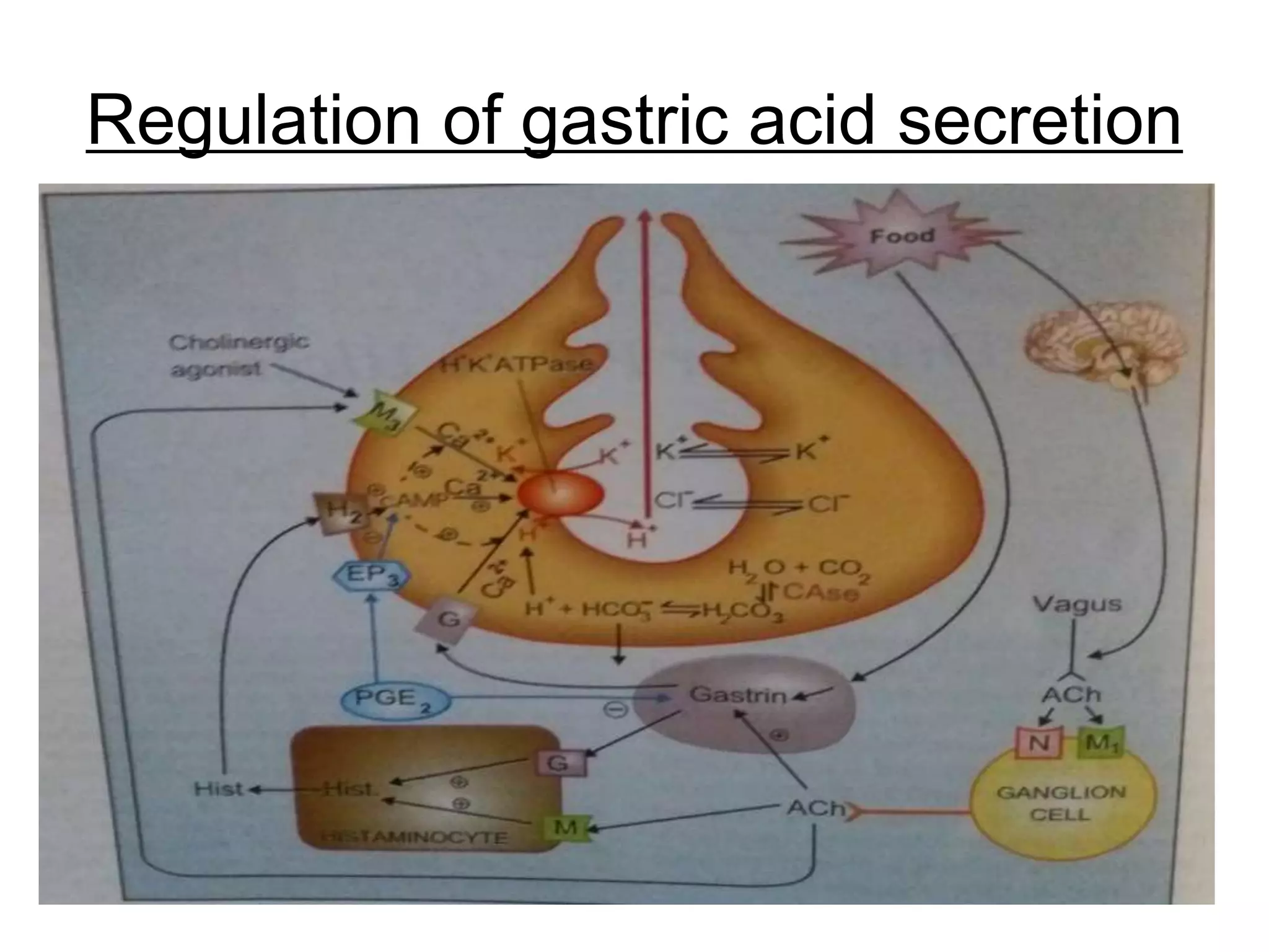 Regulation of gastric acid secretion
6
 