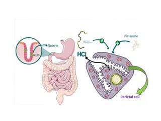 Hormonal control of the gastrointestinal tract | PPTX