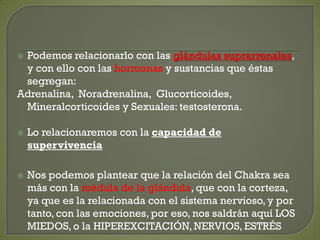  Podemos relacionarlo con las glándulas suprarrenales,
y con ello con las hormonas y sustancias que éstas
segregan:
Adrenalina, Noradrenalina, Glucorticoides,
Mineralcorticoides y Sexuales: testosterona.
 Lo relacionaremos con la capacidad de
supervivencia
 Nos podemos plantear que la relación del Chakra sea
más con la médula de la glándula, que con la corteza,
ya que es la relacionada con el sistema nervioso, y por
tanto, con las emociones, por eso, nos saldrán aquí LOS
MIEDOS, o la HIPEREXCITACIÓN, NERVIOS, ESTRÉS
 