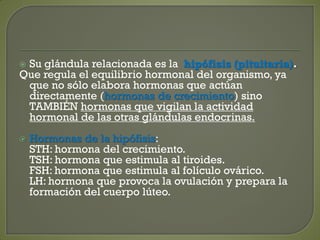  Su glándula relacionada es la hipófisis (pituitaria).
Que regula el equilibrio hormonal del organismo, ya
que no sólo elabora hormonas que actúan
directamente (hormonas de crecimiento) sino
TAMBIÉN hormonas que vigilan la actividad
hormonal de las otras glándulas endocrinas.
 Hormonas de la hipófisis:
STH: hormona del crecimiento.
TSH: hormona que estimula al tiroides.
FSH: hormona que estimula al folículo ovárico.
LH: hormona que provoca la ovulación y prepara la
formación del cuerpo lúteo.
 