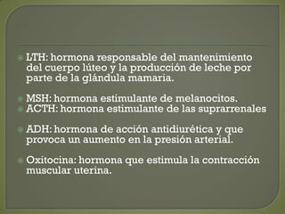  LTH: hormona responsable del mantenimiento
del cuerpo lúteo y la producción de leche por
parte de la glándula mamaria.
 MSH: hormona estimulante de melanocitos.
 ACTH: hormona estimulante de las suprarrenales
 ADH: hormona de acción antidiurética y que
provoca un aumento en la presión arterial.
 Oxitocina: hormona que estimula la contracción
muscular uterina.
 