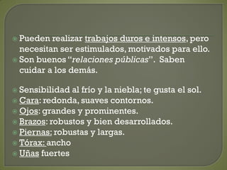  Pueden realizar trabajos duros e intensos, pero
necesitan ser estimulados, motivados para ello.
 Son buenos “relaciones públicas”. Saben
cuidar a los demás.
 Sensibilidad al frío y la niebla; te gusta el sol.
 Cara: redonda, suaves contornos.
 Ojos: grandes y prominentes.
 Brazos: robustos y bien desarrollados.
 Piernas: robustas y largas.
 Tórax: ancho
 Uñas fuertes
 