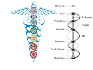 Sahasrara


        Ajna
               Sushumna
  Vishuddha
               Pingala
    Anahata

               Ida

   Manipura


Svadhisthana


  Muladhara
 