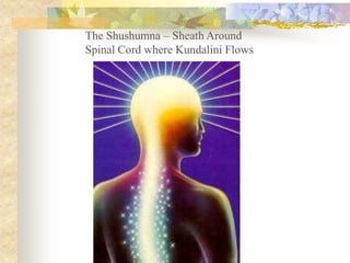 The Shushumna – Sheath Around
Spinal Cord where Kundalini Flows
 