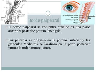 El borde palpebral se encuentra dividido en una parte
anterior/ posterior por una línea gris.
Las pestañas se originan en la porción anterior y las
glándulas Meibomio se localizan en la parte posterior
junto a la unión mucocutanea.
Borde palpebral
 