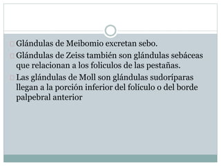 Glándulas de Meibomio excretan sebo.
Glándulas de Zeiss también son glándulas sebáceas
que relacionan a los foliculos de las pestañas.
Las glándulas de Moll son glándulas sudoríparas
llegan a la porción inferior del folículo o del borde
palpebral anterior
 
