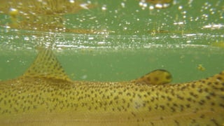 A RIVER RUNS THROUGH I.T. 