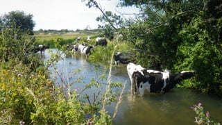 A RIVER RUNS THROUGH I.T. 