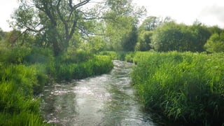 WESSEX
CHALKSTREAMS
SYNDICATE
http://goflyfishing.co.uk
 