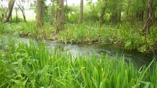 A RIVER RUNS THROUGH I.T. 