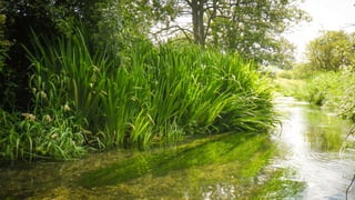 TOLPUDDLE
 