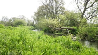 A RIVER RUNS THROUGH I.T. 