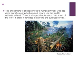 +
   This phenomena is principally due to human activities who use
    wood to make energy by burning it or who use the land to
    cultivate palm-oil. There is also poor farmers who burn a part of
    the forest in order to fertilized the ground and cultivate cereals.




                                                             thesleuthjournal.com
 