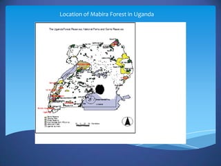Location of Mabira Forest in Uganda
 