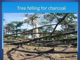 Tree felling for charcoal
 