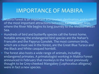 IMPORTANCE OF MABIRA
Mabira Forest is an important eco-tourism destination and is one
of the most important attractions between Kampala and Jinja,
where the River Nile begins its long journey to the Mediterranean
Sea.
Hundreds of bird and butterfly species call the forest home.
Notable among the endangered bird species are the Nahan’s
Francolin and the Papyrus Gonolek. The most common birds,
which are a must see in the forest, are the Great Blue Turaco and
the Black and White casqued hornbill.
The forest also hosts a wide range of animals, including
endangered primates. A primatologist working in Mabira Forest
announced in February that monkeys in the forest previously
thought to be Grey-cheeked Mangabey (Lophocebus albigena)
were in fact a new species.
 