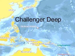 Challenger Deep hedgehoghead   