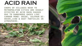 ACID RAIN
CROPS OF VILLAGES NEAR TO
METROPOLITAN CITIES ARE HIGHLY
EFFECTED BY ACID RAIN CAUSED
DUE TO DANGEROUS GASES LIKE
CARBON MONO- OXIDE, SULPHUR DI-
OXIDE,LEAD & DUST PARTICLES IN
ATMOSPHERE.
 