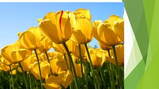 Challenges in cni inhibitor  