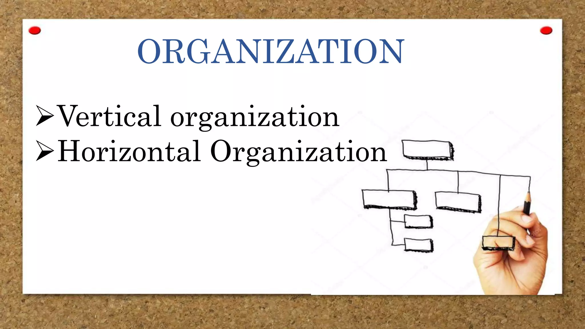 ORGANIZATION
Vertical organization
Horizontal Organization
 