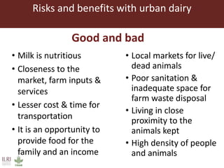Challenges in intensifying India smallholder dairy production: Health risks and productivity gaps