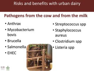Challenges in intensifying India smallholder dairy production: Health risks and productivity gaps