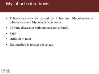Challenges in intensifying India smallholder dairy production: Health risks and productivity gaps