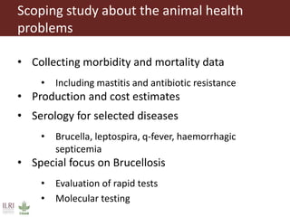 Challenges in intensifying India smallholder dairy production: Health risks and productivity gaps