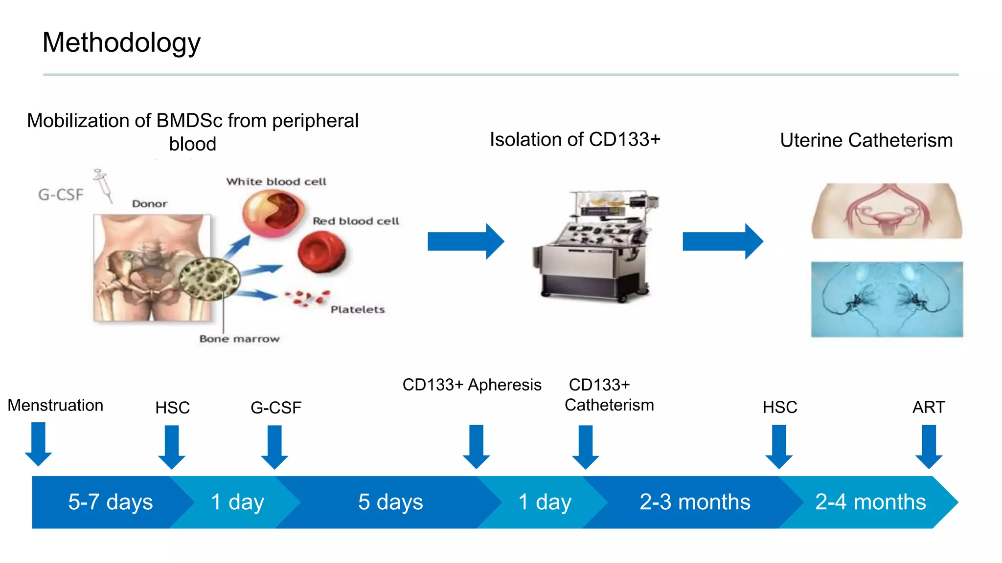 5-7 days 1 day 5 days 1 day 2-3 months 2-4 months
Menstruation
Methodology
HSC G-CSF
CD133+ Apheresis CD133+
Catheterism HSC ART
Mobilization of BMDSc from peripheral
blood Isolation of CD133+ Uterine Catheterism