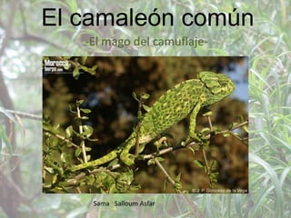 El camaleón común
-El mago del camuflaje-
Sama Salloum Asfar
 