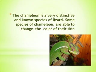 * The chameleon is a very distinctive
and known species of lizard. Some
species of chameleon, are able to
change the color of their skin
 