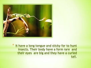 * It have a long tongue and sticky for to hunt
insects. Their body have a form rare and
their eyes are big and they have a curled
tail
 