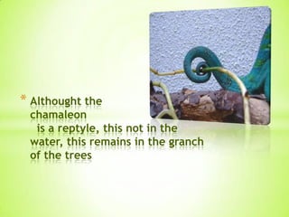 * Althought the
chamaleon
is a reptyle, this not in the
water, this remains in the granch
of the trees
 