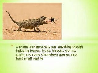 * A chamaleon generally eat anything though
induding leaves, fruits, insects, worms,
anails and some chameleon spesies also
hunt small reptile
 