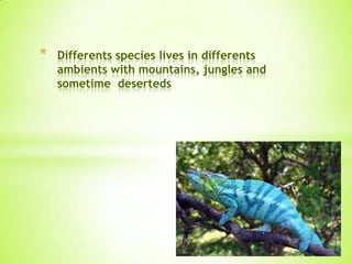 * Differents species lives in differents
ambients with mountains, jungles and
sometime deserteds
 