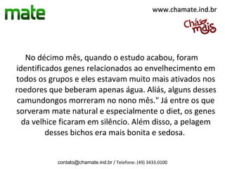 www.chamate.ind.br




   No décimo mês, quando o estudo acabou, foram
identificados genes relacionados ao envelhecimento em
todos os grupos e eles estavam muito mais ativados nos
roedores que beberam apenas água. Aliás, alguns desses
 camundongos morreram no nono mês." Já entre os que
sorveram mate natural e especialmente o diet, os genes
  da velhice ficaram em silêncio. Além disso, a pelagem
         desses bichos era mais bonita e sedosa.


           contato@chamate.ind.br / Telefone: (49) 3433.0100
 