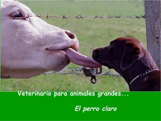 Veterinario para animales grandes... El perro claro 