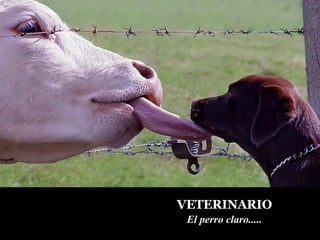 VETERINARIO El perro claro.....