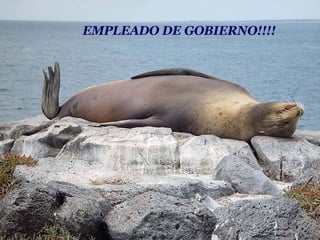 EMPLEADO DE GOBIERNO!!!!