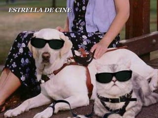 ESTRELLA DE CINE