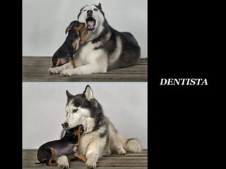 DENTISTA
