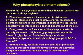 Why phosphorylated intermediates?Why phosphorylated intermediates?
Each of the nine glycolytic intermediates between glucose and
pyruvate is phosphorylated
1. Phosphate groups are ionized at pH 7, giving each
glycolytic intermediate a net negative charge. Because the
plasma membrane is impermeable to charged molecules, the
phosphorylated intermediates cannot disperse out of the cell.
2. Energy used in the formation of the phosphate ester is
partially conserved. High energy phosphate compounds
formed in glycolysis (1,3-bisphosphoglycerate and
phosphoenolpyruvate) donate phosphoryl groups to ADP to
form ATP.
3. Binding energy resulting from the binding of phosphate
groups to the active sites of enzymes lowers the activation
energy and increases the specificity of the enzymatic
reactions.
 