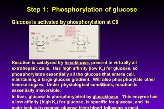 Step 1: Phosphorylation of glucoseStep 1: Phosphorylation of glucose
Glucose is activated by phosphorylation at C6
Reaction is catalyzed by hexokinase, present in virtually all
extrahepatic cells. Has high affinity (low Km) for glucose, so
phosphorylates essentially all the glucose that enters cell,
maintaining a large glucose gradient. Will also phosphorylate other
hexose sugars. Under physiological conditions, reaction is
essentially irreversible.
In liver, glucose is phosphorylated by glucokinase. This enzyme has
a low affinity (high Km) for glucose, is specific for glucose, and its
 