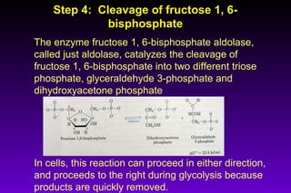 Step 4: Cleavage of fructose 1, 6-Step 4: Cleavage of fructose 1, 6-
bisphosphatebisphosphate
The enzyme fructose 1, 6-bisphosphate aldolase,
called just aldolase, catalyzes the cleavage of
fructose 1, 6-bisphosphate into two different triose
phosphate, glyceraldehyde 3-phosphate and
dihydroxyacetone phosphate
In cells, this reaction can proceed in either direction,
and proceeds to the right during glycolysis because
products are quickly removed.
 